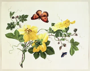 Blumenstudie und Schmetterling